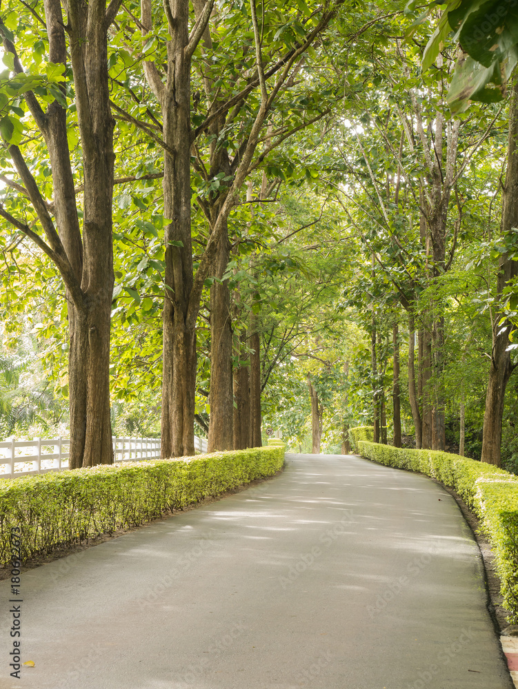 Landscape of road under the trees