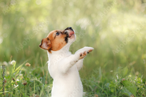 Puppy Jack Russel Terrier in the nature