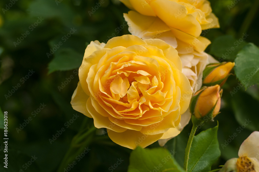Yellow rose blooms in the garden. Beautiful tender rose with buds against a background of blurry green leaves. Yellow rose blooms in the garden. Beautiful tender rose with buds against a background of blurry green leaves.