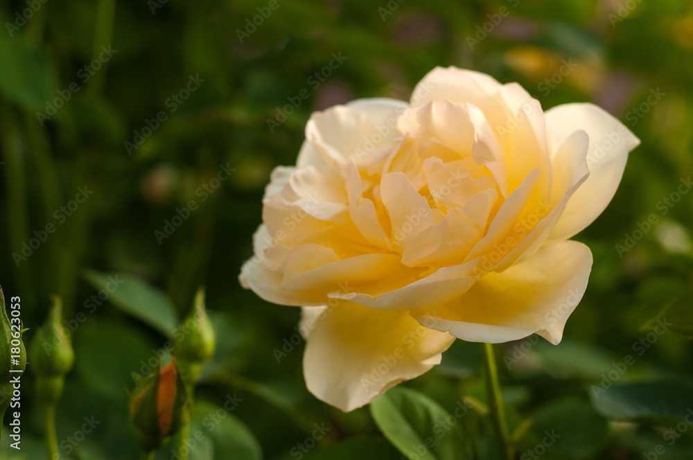 Yellow rose blooms in the garden. Beautiful tender rose with buds against a background of blurry green leaves. Yellow rose blooms in the garden. Beautiful tender rose with buds against a background of blurry green leaves.