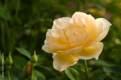 Yellow rose blooms in the garden. Beautiful tender rose with buds against a background of blurry green leaves.