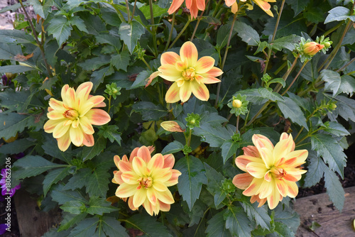 Fototapeta Naklejka Na Ścianę i Meble -  Dahlia rose et jaune au jardin en été