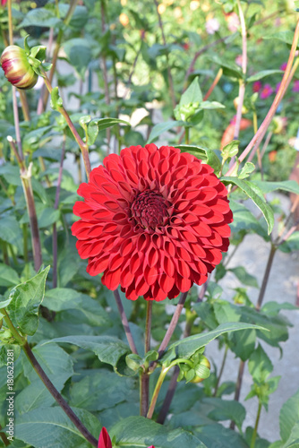 Fototapeta Naklejka Na Ścianę i Meble -  Dahlia rouge au jardin en été