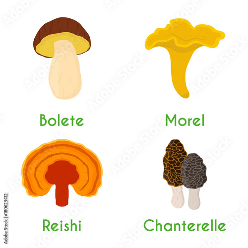 Mushroom set - bolete, reishi, chanterelle, morel. Cartoon flat style. Vector