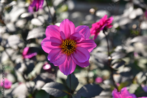 Fototapeta Naklejka Na Ścianę i Meble -  Dahlia violet au jardin en été