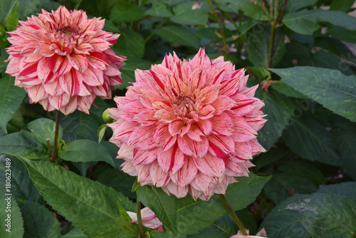 Fototapeta Naklejka Na Ścianę i Meble -  Dahlia rose au jardin en été