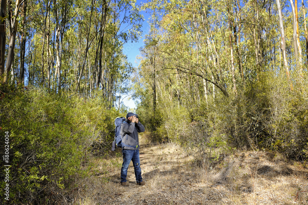 Hiker taking pictures in a forest.