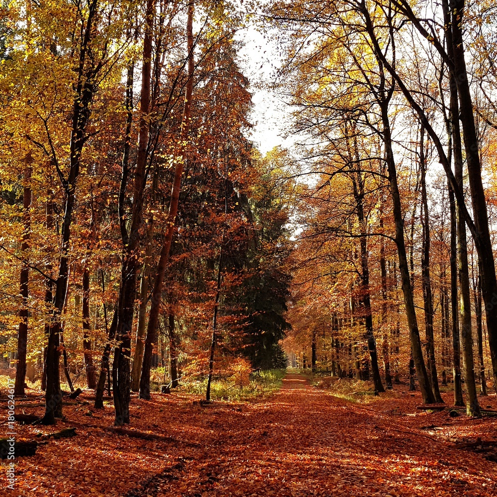 Fototapeta premium Herbsttag im Wald