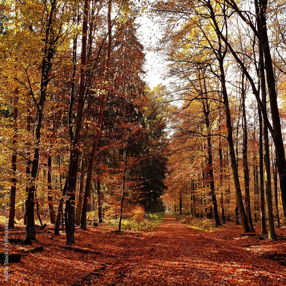 Herbsttag im Wald