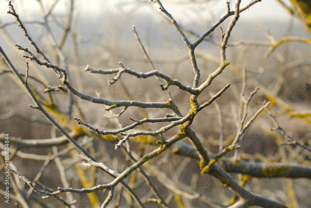 Bare branches in cold Bare branches in cold