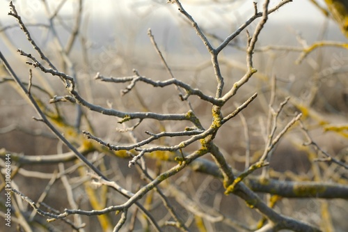 Bare branches in cold