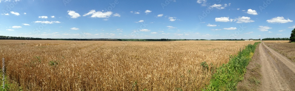 Golden wheat field with the blue sky background Golden wheat field with the blue sky background