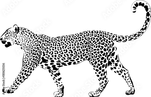 Leopard in black interpretation 2