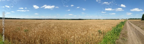Golden wheat field with the blue sky background
