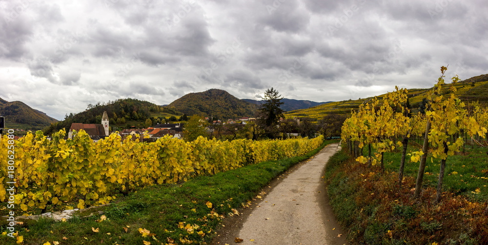 Naklejka premium Colorful autumn Vineyard in Wachau valley in Austria