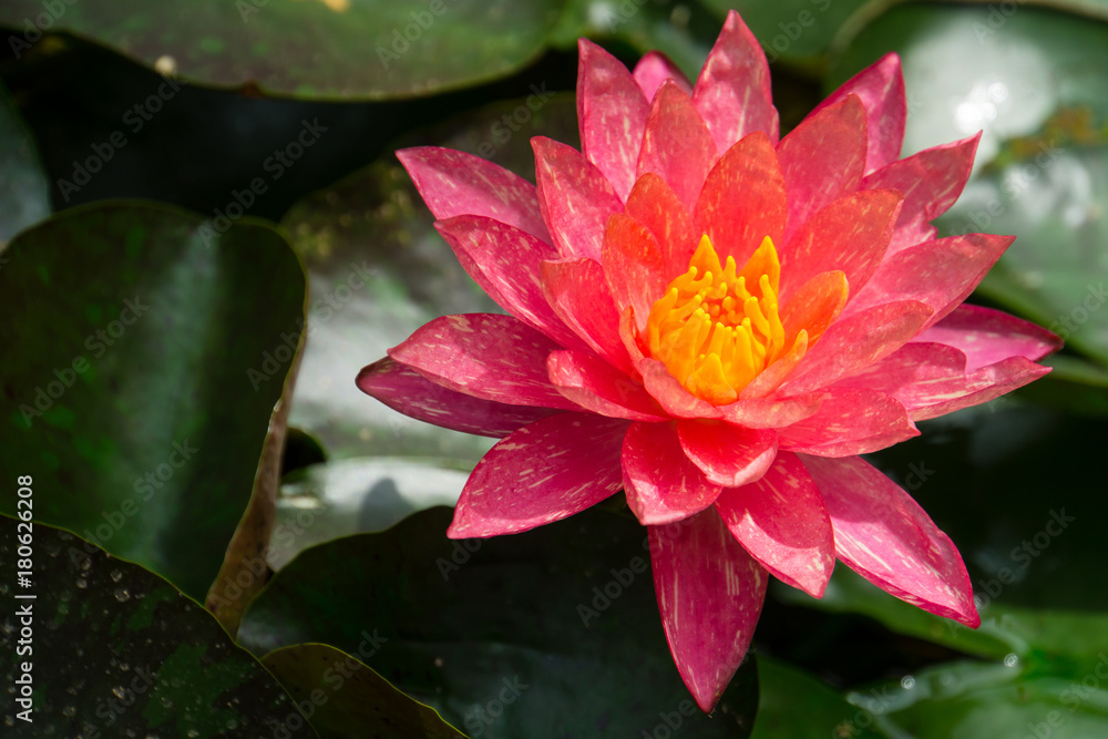 Giant red and yellow blossom of a lily flower on a lake Giant red and yellow blossom of a lily flower on a lake