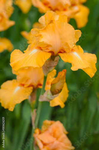 Yellow irises bloom in the summer garden. Group of beautiful fresh irises pallida with blurred background.