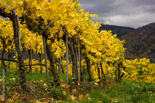 Fototapeta Naklejka Na Ścianę i Meble -  Colorful autumn Vineyard in Wachau valley in Austria