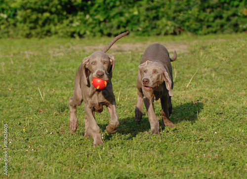 Portrait of two Weimaraner dog