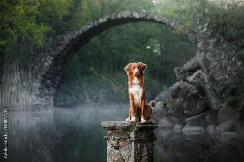 Dog Nova Scotia duck tolling Retriever on a background of the beautiful bridge