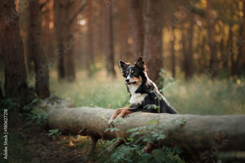 Fototapeta Naklejka Na Ścianę i Meble -  Dog border collie in the woods
