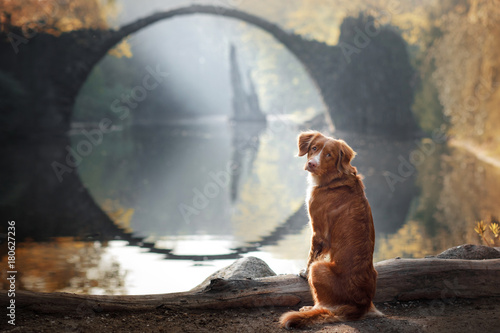 Fototapeta Naklejka Na Ścianę i Meble -  Dog Nova Scotia duck tolling Retriever on a background of the beautiful bridge