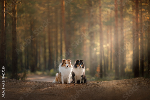 Two dogs sheltie in the woods on the path