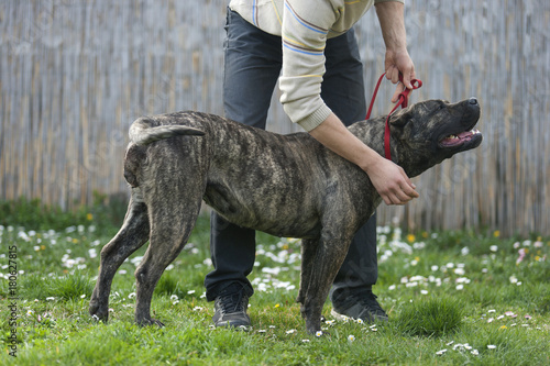 Big dog pressa canario training on a leash