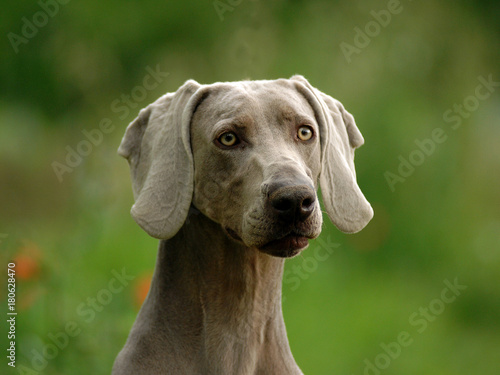 Portrait of Weimaraner dog