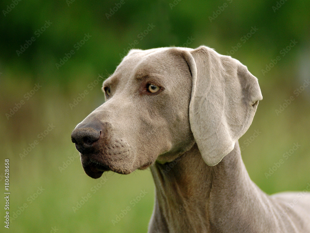 Portrait of Weimaraner dog