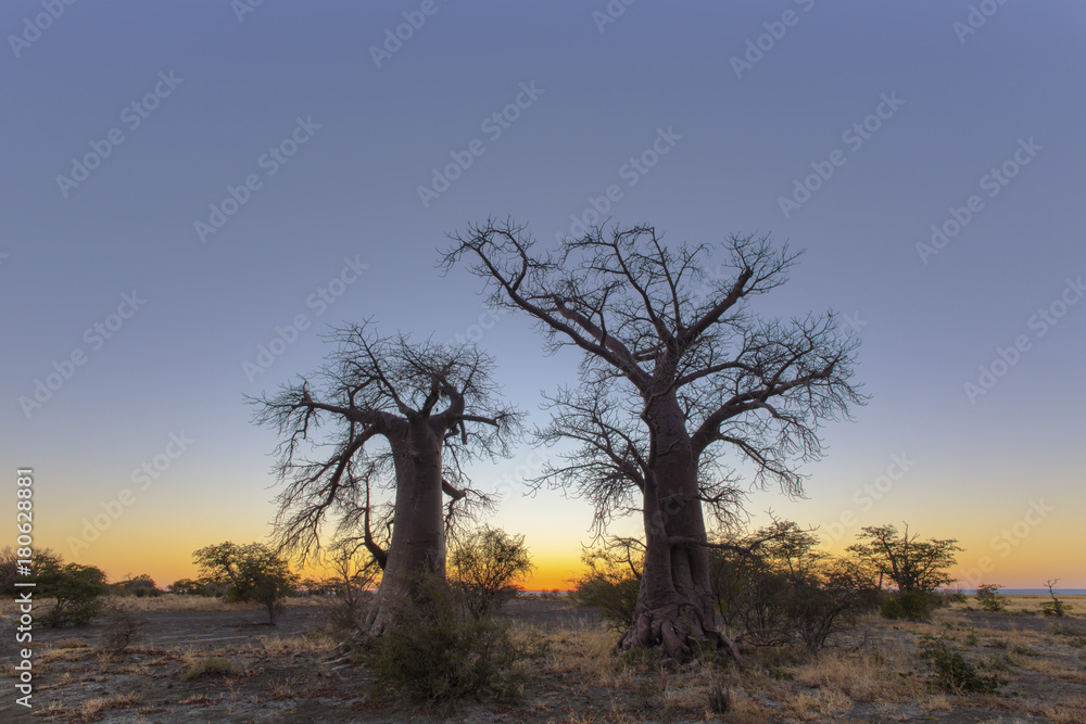 Baobab trees before sunrise at Kukonje Island