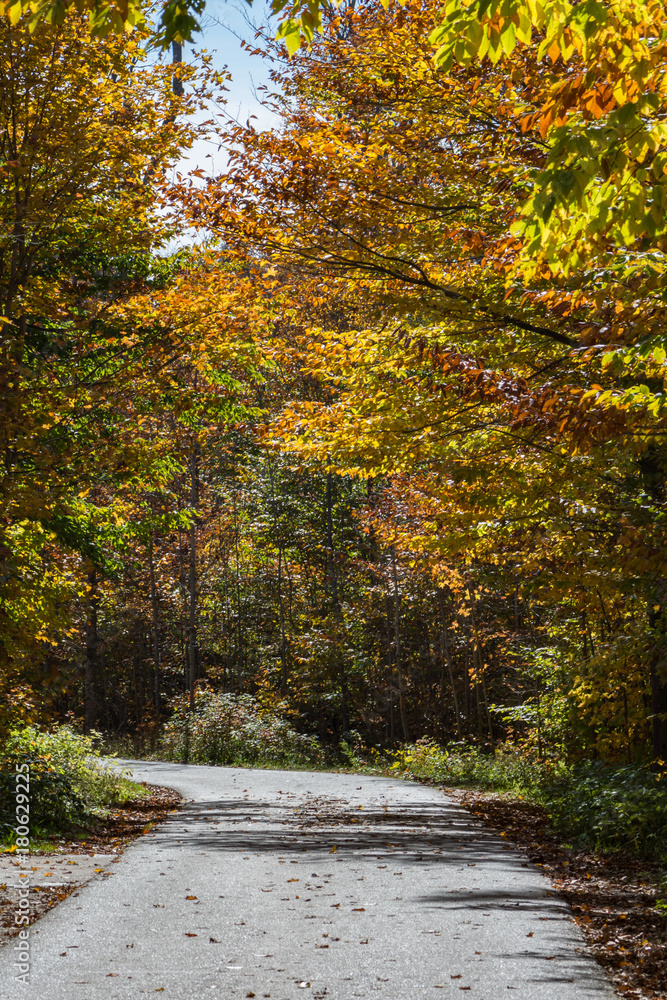 Forest Trail