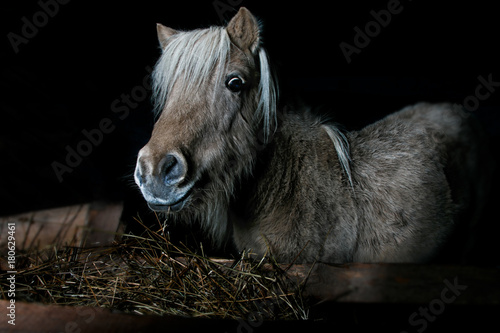 mini horse on a black background