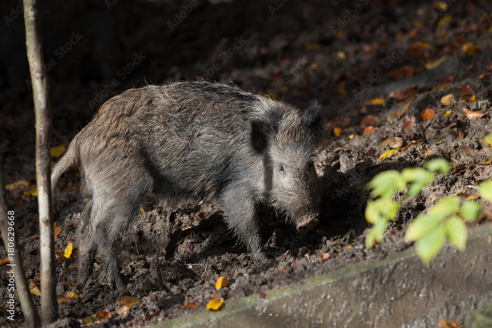 Wildschwein