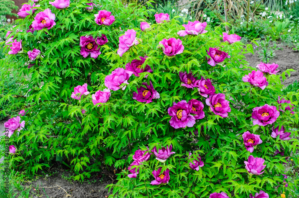 Tree peony blossoming in garden Tree peony blossoming in garden