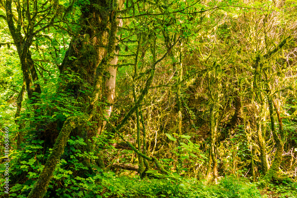 Beautiful boxwood grove and steep wall of the ravine Chudo-Krasotka in sunny summer day, Sochi, Russia
Beautiful boxwood grove and steep wall of the ravine Chudo-Krasotka in sunny summer day, Sochi, Russia