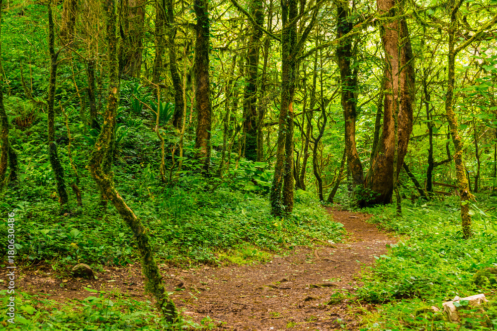 Trail in beautiful boxwood grove in the ravine Chudo-Krasotka in sunny summer day, Sochi, Russia
