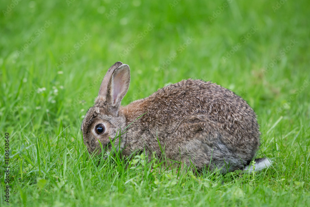 Fototapeta premium A cute baby Wild Rabbit (Orytolagus cuniculus) feeding in the grass