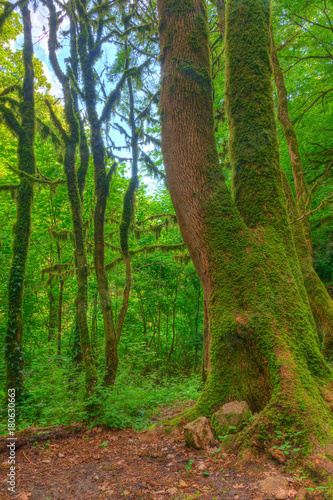 Several mossy boxwood trees near big trunk of old tree in the forest in summer day  