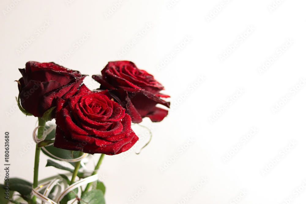 Fototapeta premium Rose