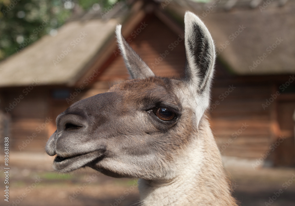portrait of a South American home brown Lama glama closeup