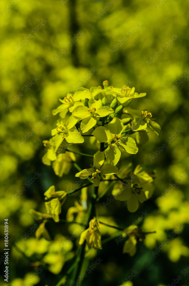 Close-up of the canola flower Close-up of the canola flower