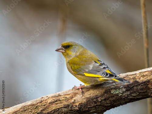 Greenfinch Chloris chloris, male bird sitting on a dead branch with soft natural background