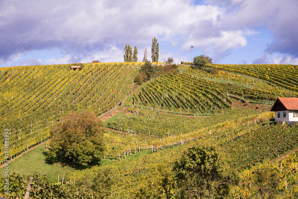 Weinberge in der Südsteiermark im Herbst