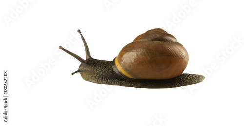 forest snail, Cepaea nemoralis on a white background photo