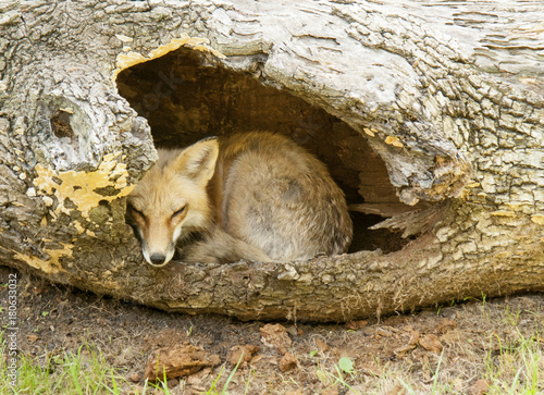 Φωτογραφία A red fox sleeping in a hollow log.