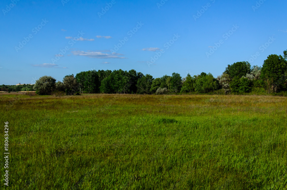 Wide green meadow