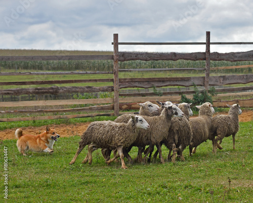 Foto Welsh Corgi sheepherding group of sheep