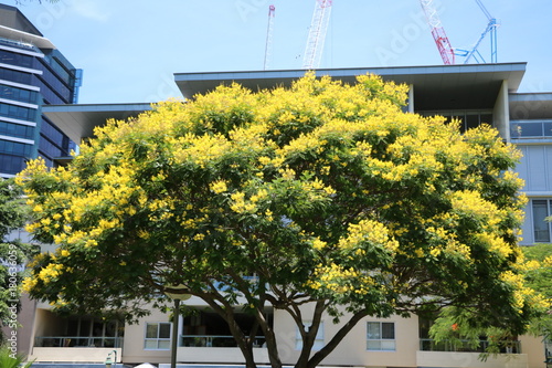 Cassia fistula tree with yellow flowers in Brisbane in summer, Queensland Australia  photo