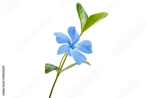 blue periwinkle isolated